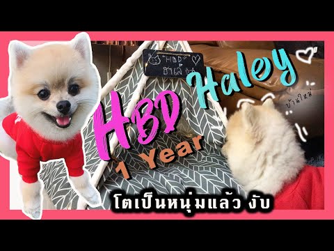 เซอร์ไพรส์ HBD วันเกิดเจ้าฮาเล่ (1 ขวบแล้วครับ) หมาปอม pattpattcannel