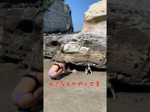 え？海で謎の行動をする美女と犬。#shorts