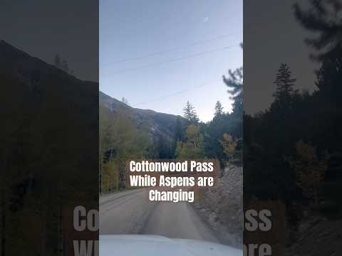 Today on the Homestead: Fall Colors on Cottonwood Pass | Colorado Aspens Turning Gold #shorts