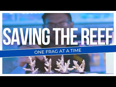 The Forever Reef Project - Saving the GBR one frag at a time!