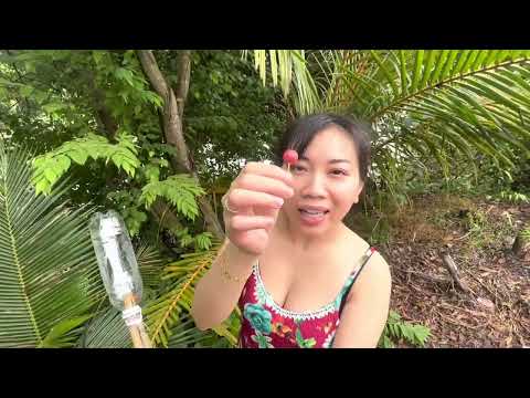 越南之旅/vietnam trip of/去採野果to pick wild fruits