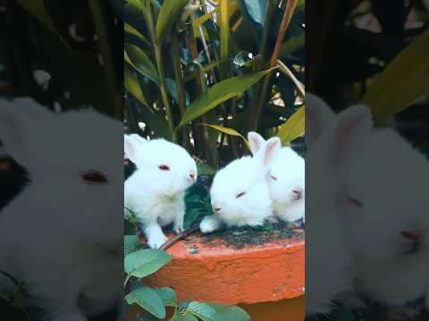 #rabbit 🐇#funny 😍#babies#viral #shorts #trending #shortsfeed#tamil#ytshorts #shortsindia#love#eating