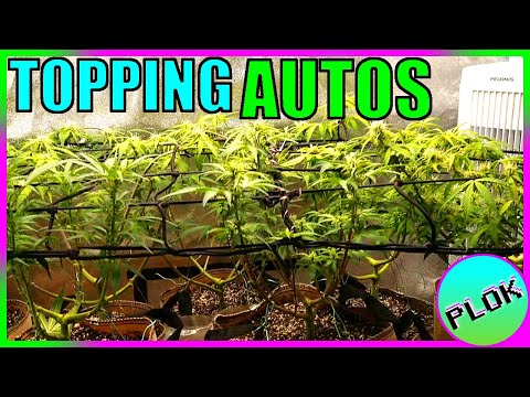 Can You Top Auto-flowers? Lets Find Out! - Auto Topping Experiment Week 4: SCROG Net Goes Up