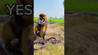 https://t.me/YesCoin_ebot?start=1378707380 #crypto #farming #memes #token