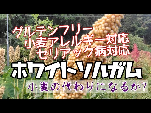 【新食材】ホワイトソルガムは小麦の代わりになる？