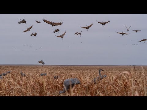 Sandhill Crane Hunting With Premier Sandhills