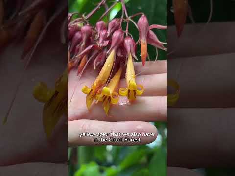 Cloud Forest Blooms