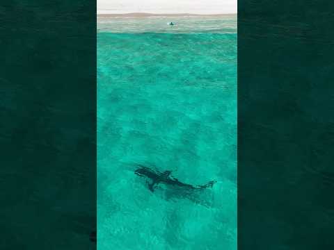 Great white or bronzer? Seems to check a surfer out in WA