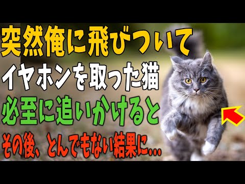 【猫の不思議な話】「お？お前こんなところで何してるんだ？」ある日見つけた野良猫。すると突然飛び掛かってきて○○を取られた。追いかけると…。「もしかして猫に助けられたのか？」【朗読】