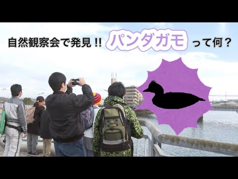 自然観察会で発見‼パンダガモって何？