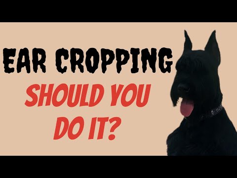 Ear Cropping: Giant Schnauzers. Should You Do It? Here’s the truth.