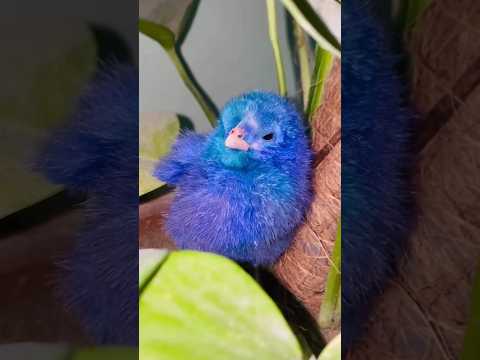 Chirping baby chicken - Colorful chick #hen #chicks #cute #birds