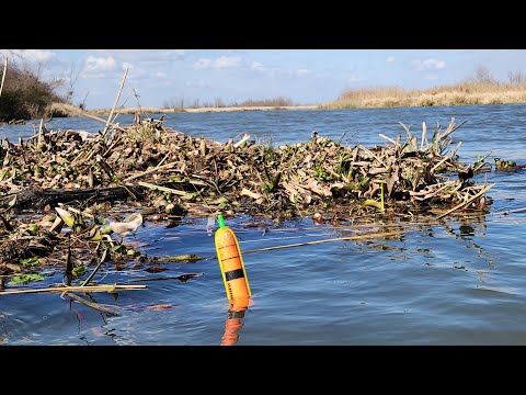 Bobber Fishing a Marshy River!! (Kayak Fishing)