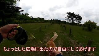 登山前の寄り道で満足っぽいゴールデンレトリバーらむ