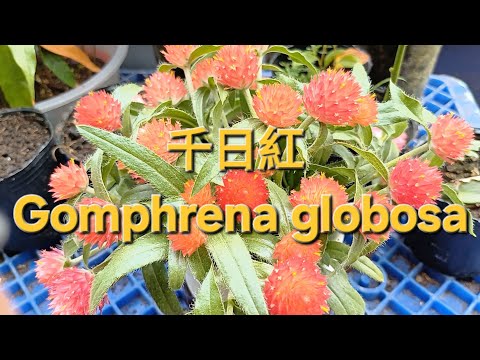 千日紅 Gomphrena globosa