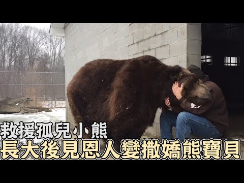 夫妻救援孤兒小熊,長大後見爸媽,立刻變成撒嬌熊寶貝!｜#熊｜#動物救援｜#救援｜#感動｜#暖心