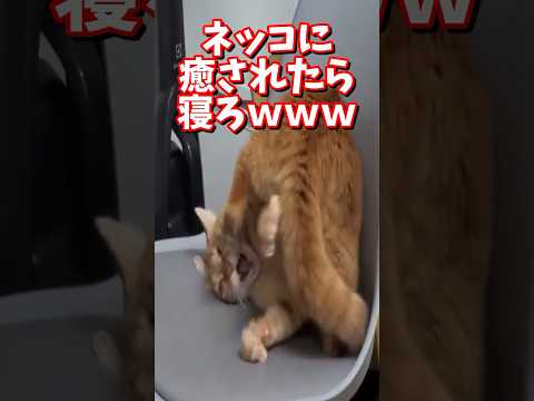 ネッコの動画で癒されたら寝ろｗｗｗ　#2ch #2chまとめ 動物スレ #2ch面白いスレ #動物 #犬 #猫 #癒やし #ねこ動画