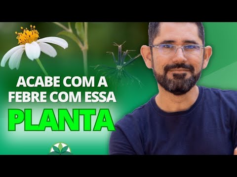 O Segredo do Picão Preto Contra a Febre!