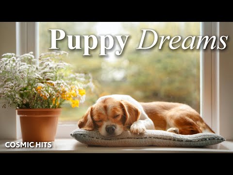 🐶 9 Hours |Deep Relaxation Music for Dogs 🐶 Calming Tunes for Separation Anxiety Relief