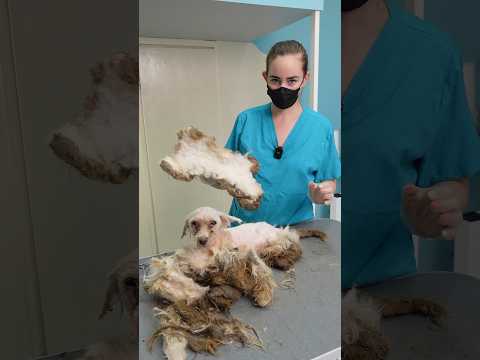 This DOG was in so bad condition... #dog #grooming #rescue