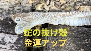 蛇の抜け殻　金運アップだー♪