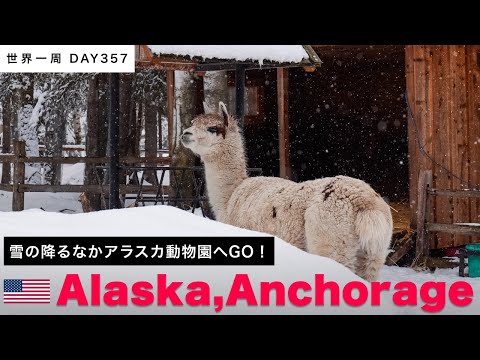 【世界一周】世界一静かな動物園！？　🇺🇸アラスカ動物園で、雪の中の動物を眺める！熊、ホッキョクグマ、トナカイetc… Day357