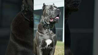 Duke Standing on Business! 🐾❤️ #canecorso