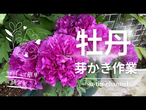 【牡丹の育て方】来年の花芽や樹高を調整する大事な手入れ芽かき作業(*´︶`*)ﾉ#牡丹 #花 #牡丹の育て方