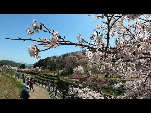 2021年　桜ツーリング