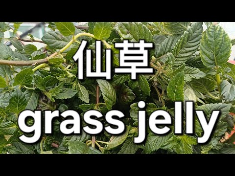 仙草 grass jelly