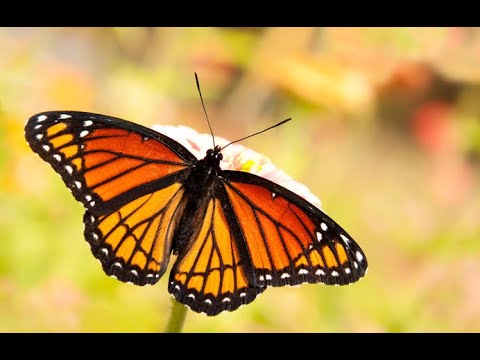 butterfly enjoying 🦋