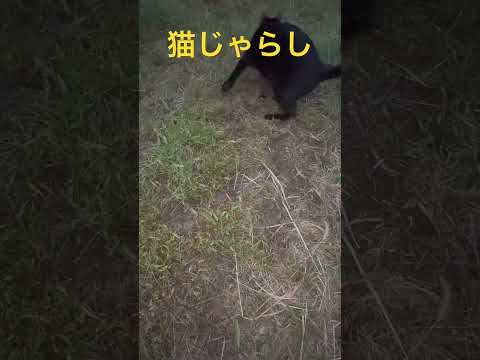 猫じゃらしであそんでみた🤣＃shorts#猫