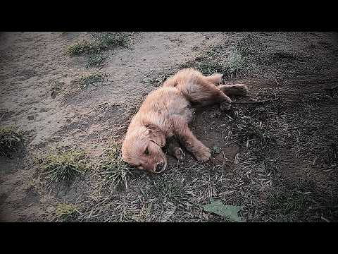 A frail Golden Retriever lay dying alone on the grass, abandoned and having lost all will to live.