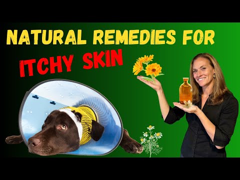 How to Heal Your Pet’s Itchy Skin Through Natural Remedies & Pet Gut Health - Holistic Vet Advice