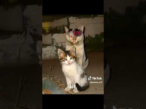 Cat lost 8 lives #comment #viral #edit #like #shorts