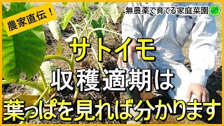 【里芋栽培】収穫時期の見極め方と収穫のコツ【有機農家直伝！無農薬で育てる家庭菜園】　23/10/24