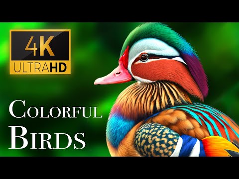 The Most Colorful Birds in 4K - Beautiful Birds Sound in the Forest | Scenic Relaxation Film