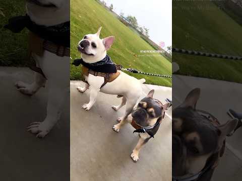 French Bulldog Brothers Max and Bo | You’re My Best Friend - Queen | Frenchie Trekker TV #Dog