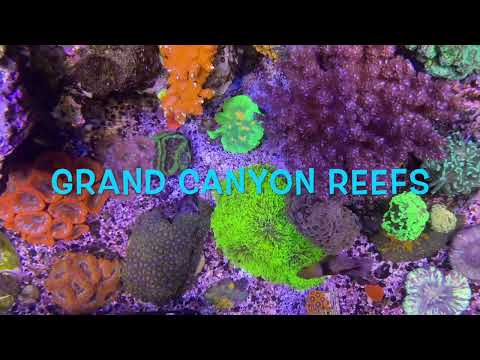 Grand Canyon Reefs Top Down View