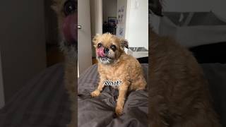 Dog’s Reaction to FAVORITE Word is Priceless! #dogreaction