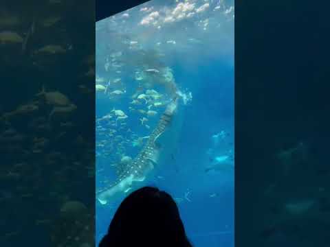 【沖縄美ら海水族館ジンベエザメ】オキアミを立ち泳ぎで食べる