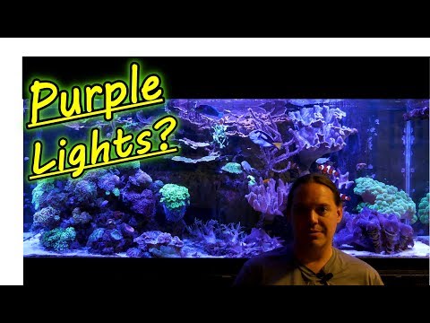 Why I Run My Reef Tank Lights Purple