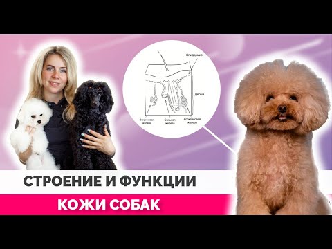 Строение и функции кожи собак. Потеют ли собаки ? Зачем собакам бальзам?