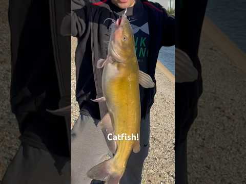 Delta Mendota Canal Catfish‼️ #california #fishing #bankfishing #catfish #cat #fish #delta #canal