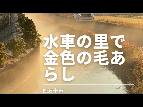 水車の里に白蛇と金色のヘビが出現(四万十市)