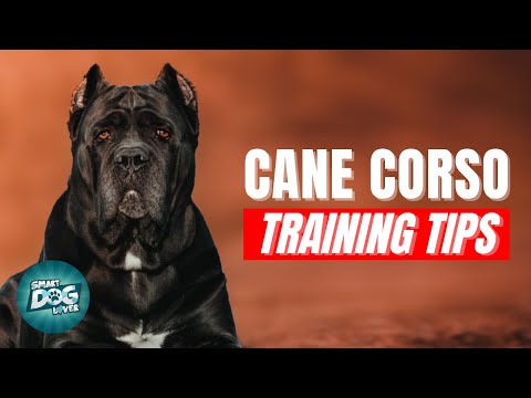 How to Train Your Cane Coso | Best Cane Coso Puppy Training Tips