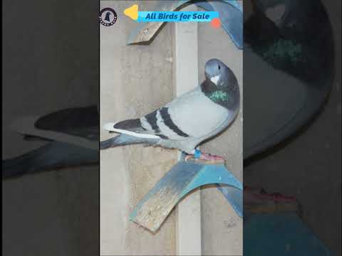 All Racer Pigeon Birds For Sale