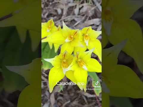 2024 Western Australia Wildflower Trip Day 9