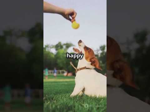 intelligent dogs #shorts #youtubeshorts #viralshorts  #pets