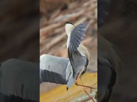 Birds#crane#flying#nature